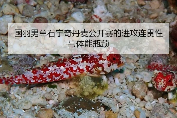guo-yu-nan-dan-shi-yu-qi-dan-mai-gong-kai-sai-de-jin-gong-lian-guan-xing-yu-ti-neng-ping-jing-3-622.jpg