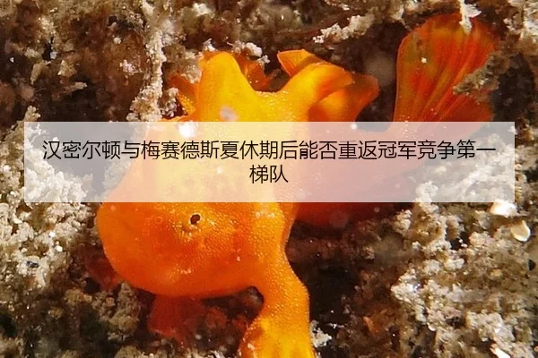 han-mi-er-dun-yu-mei-sai-de-si-xia-xiu-qi-hou-neng-fou-chong-fan-guan-jun-jing-zheng-di-yi-ti-dui-3-830.jpg