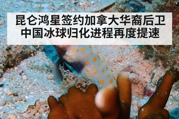 昆仑鸿星签约加拿大华裔后卫中国冰球归化进程再度提速